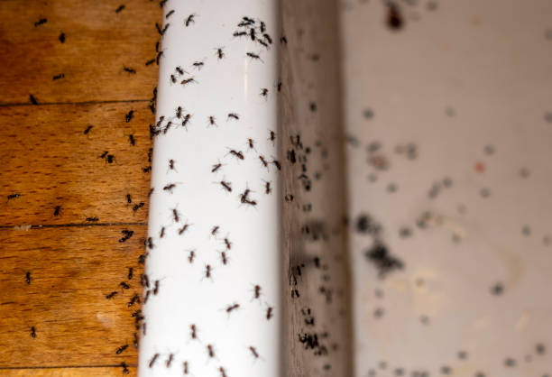 Best Pest Inspection Near Me  in Marseles, IL