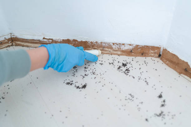 Best Flea Control Services  in Marseles, IL